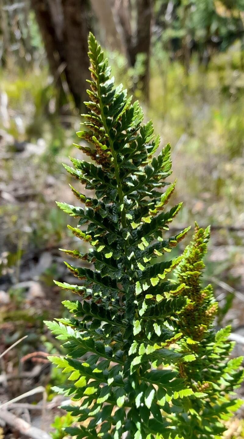 Polystichum plicatum leaf