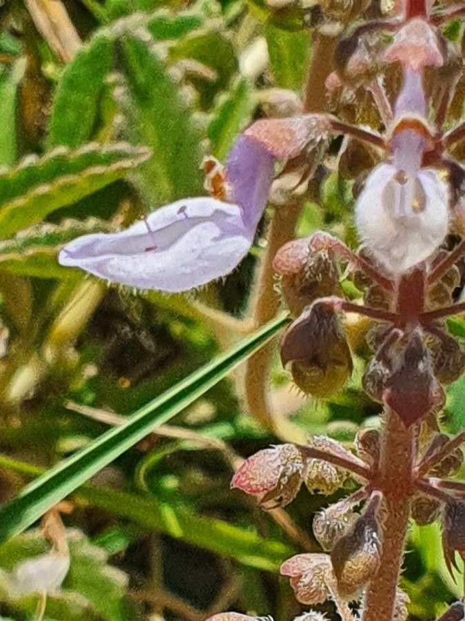 Plectranthus xylopodus flower