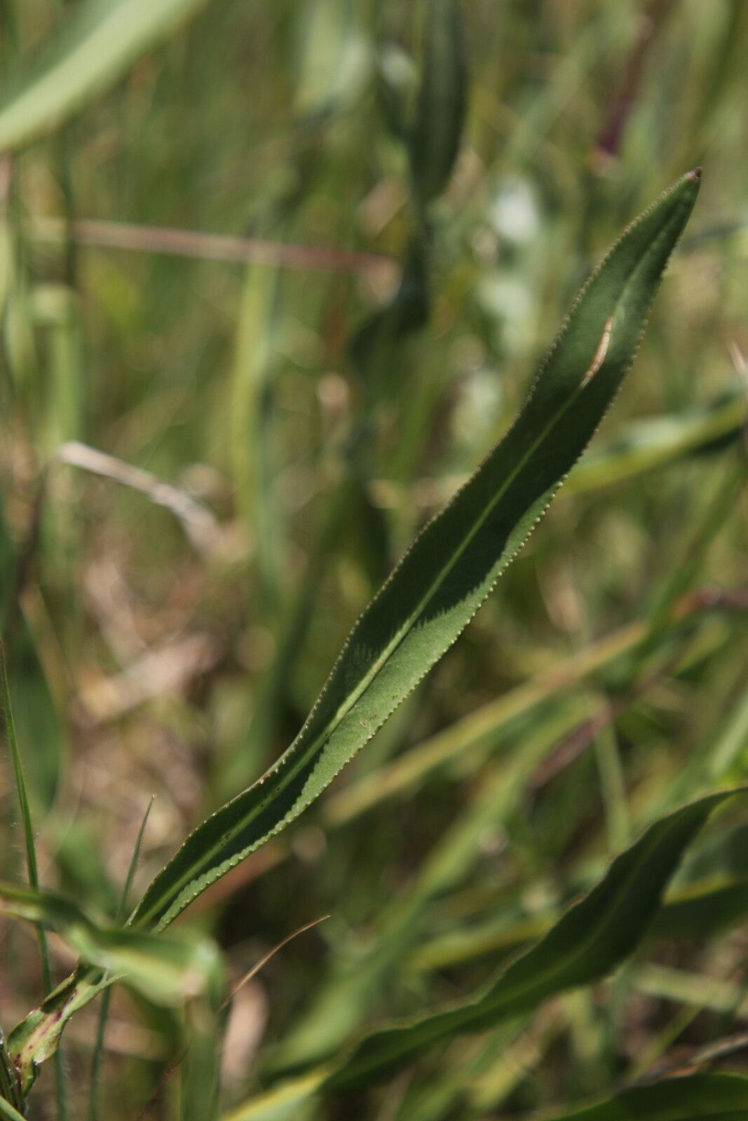 Senecio inornatus leaf