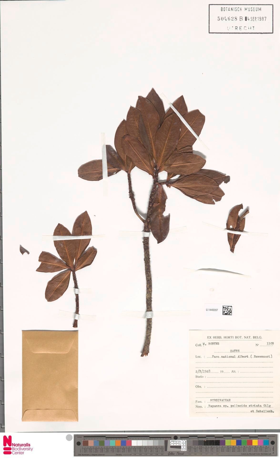 Myrsine pellucidostriata — houseplant care guide