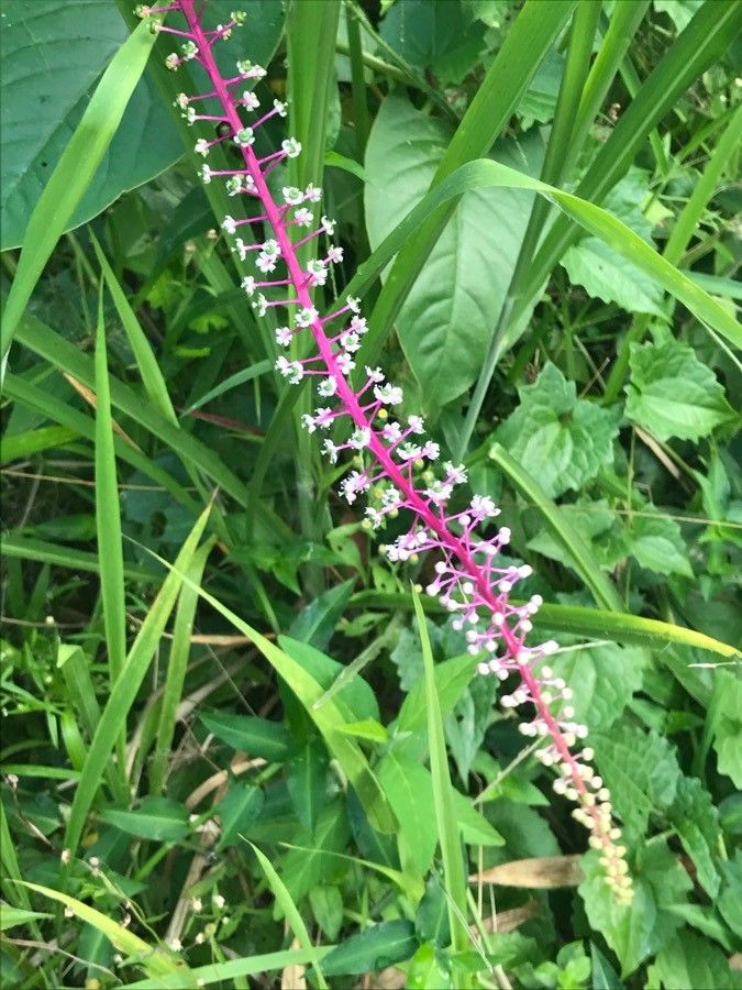 Phytolacca rivinoides flower