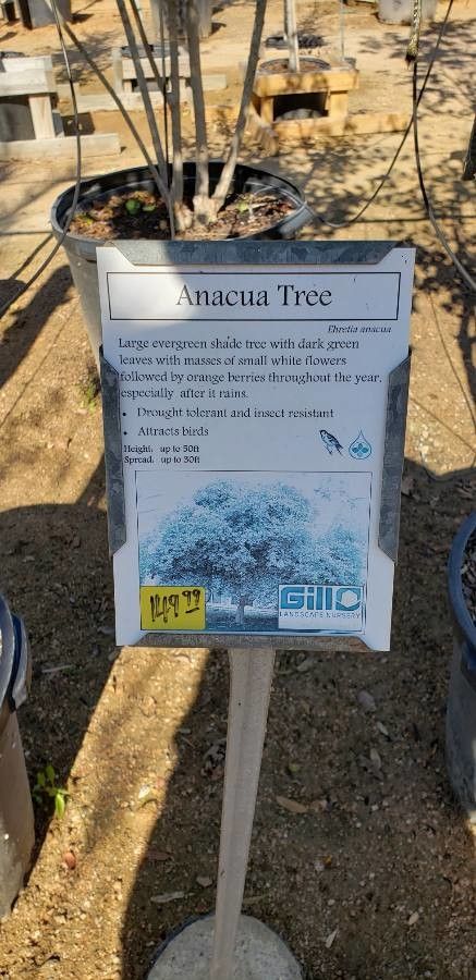 Ehretia anacua other