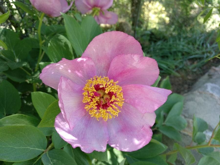 Paeonia coriacea flower