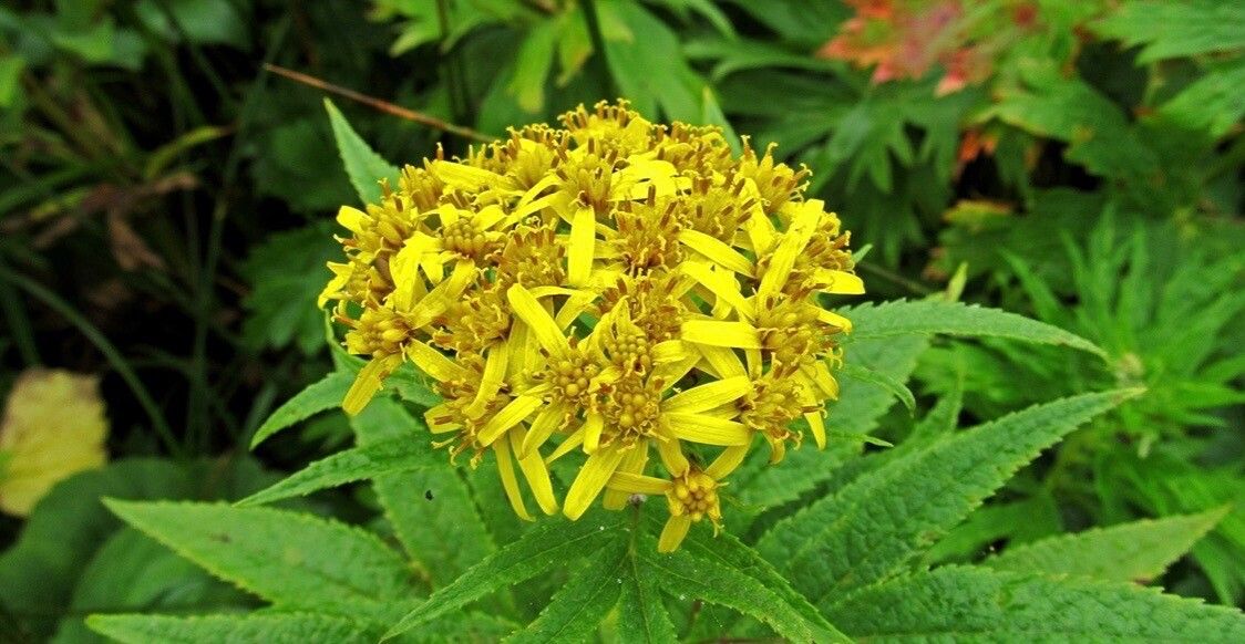 Senecio cannabinifolius — houseplant care guide