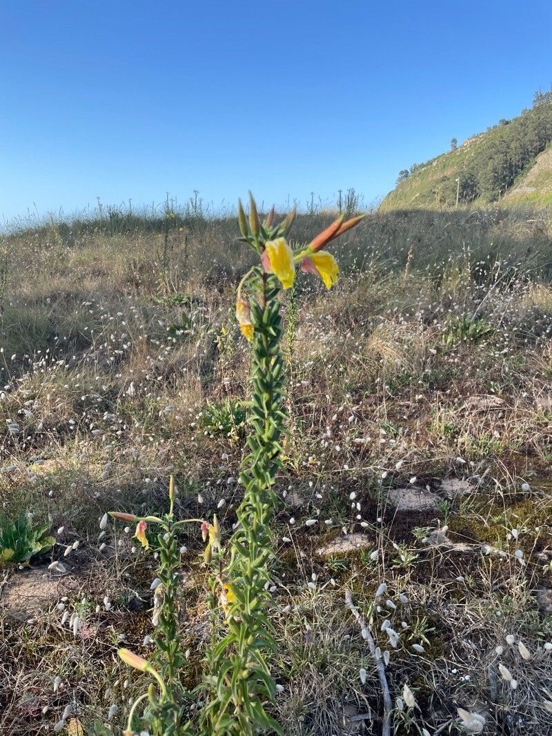 Oenothera bahia-blancae