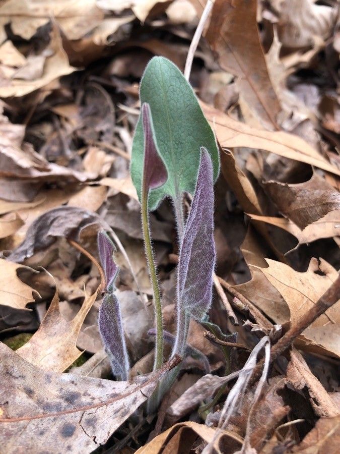 Hieracium sublacteum leaf