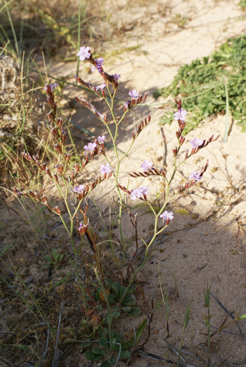 Limonium aucheri flower