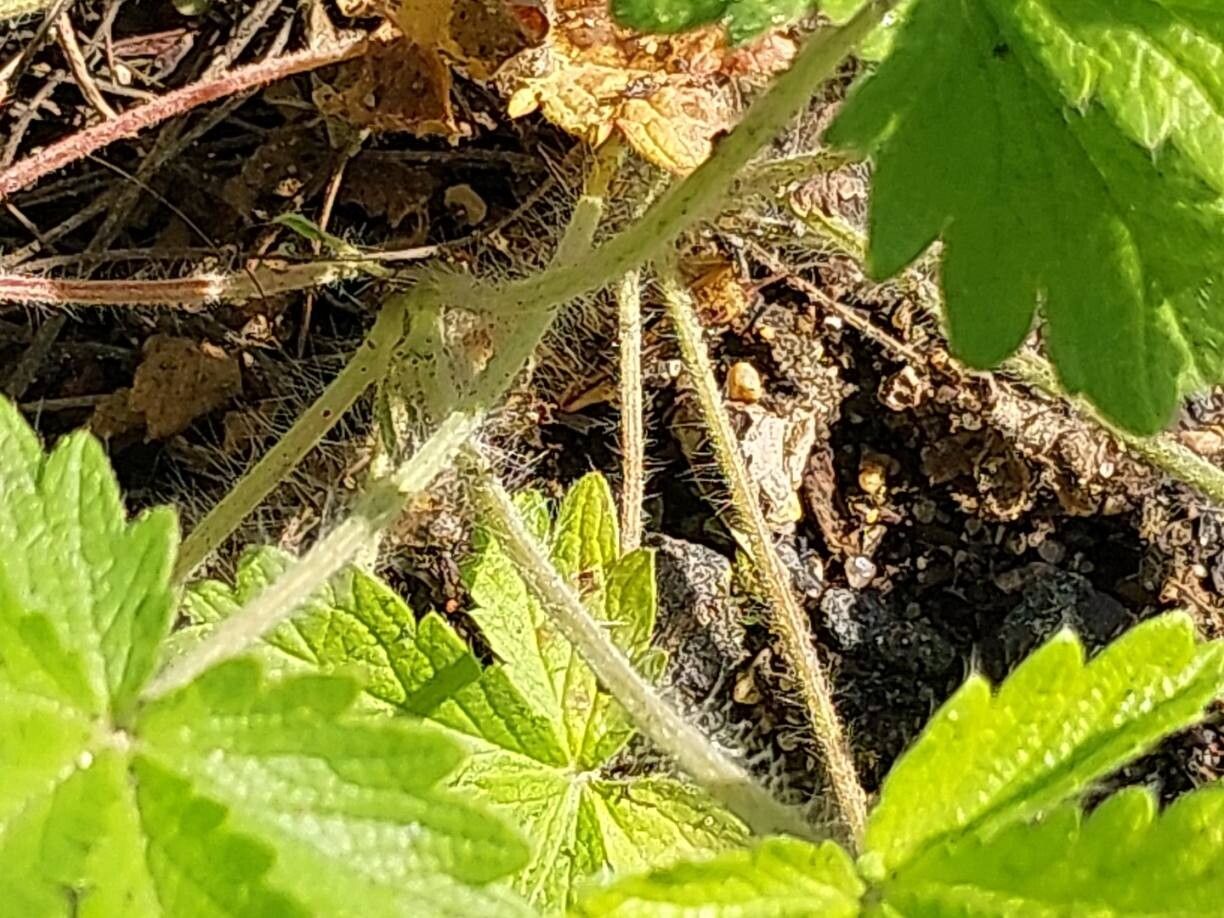 Potentilla grammopetala bark