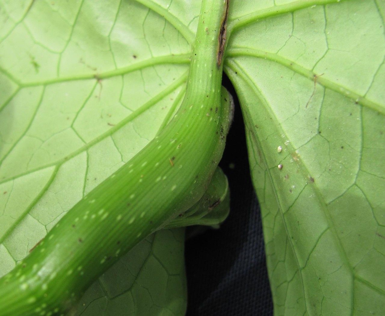 Piper pseudofimbriulatum — search result for 'Piper'