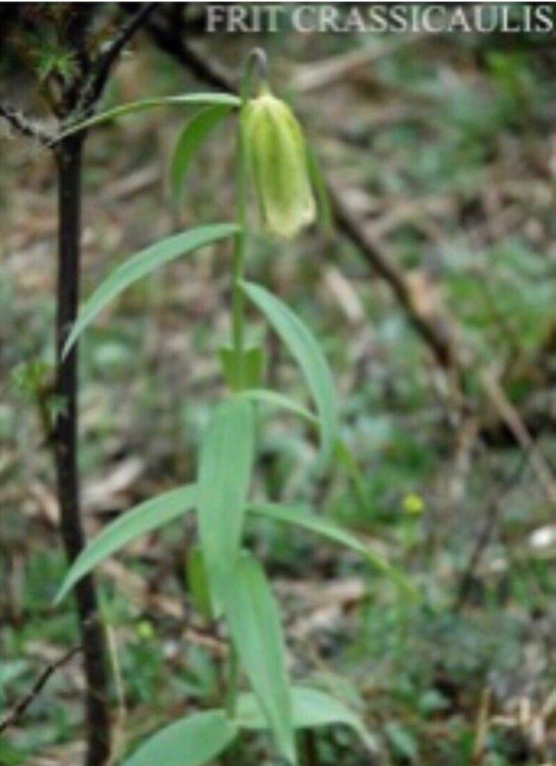 Fritillaria crassicaulis flower
