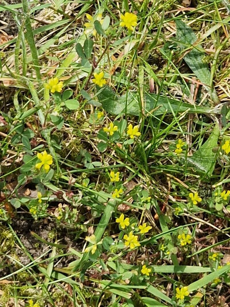 Trifolium micranthum habit