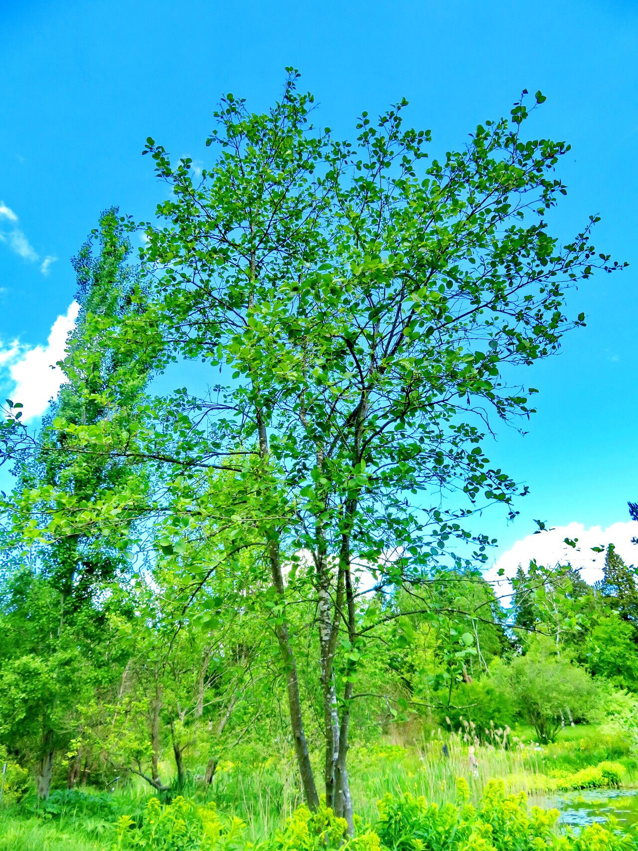 Alnus oblongifolia habit