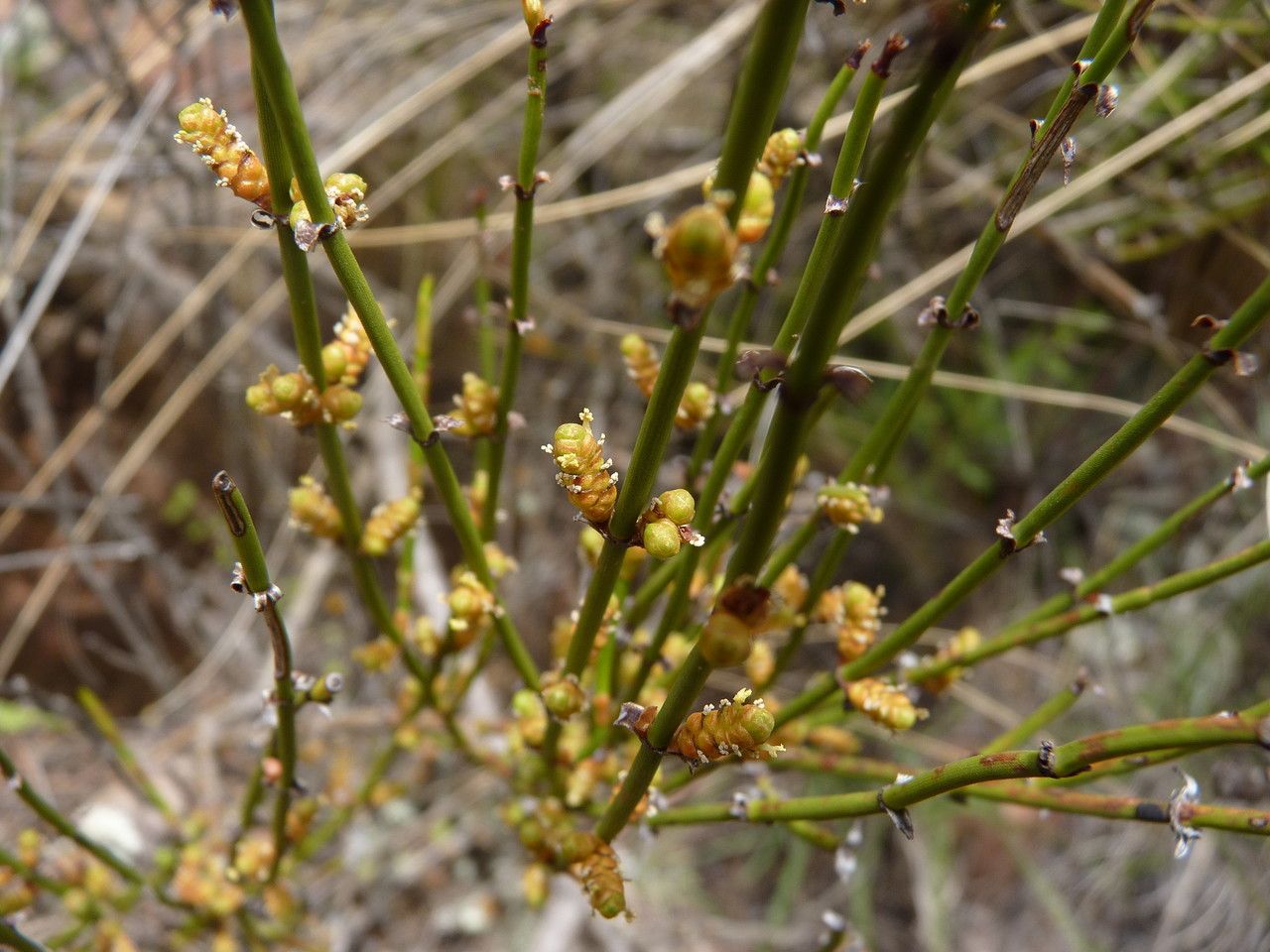 Ephedra americana flower