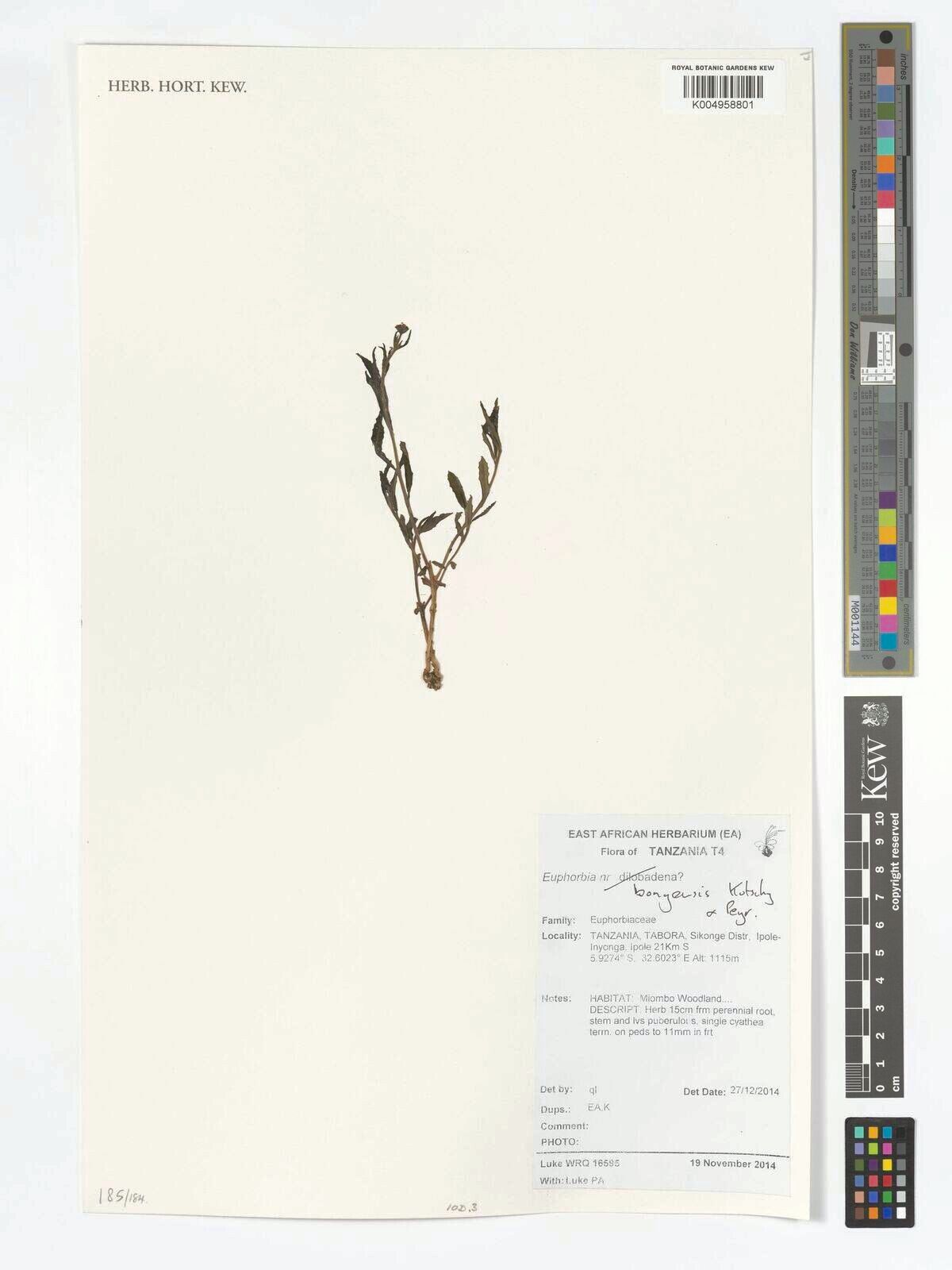 Euphorbia bongensis — houseplant care guide