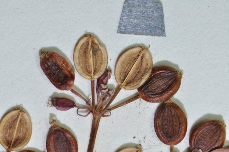 Lomatium hendersonii — houseplant care guide