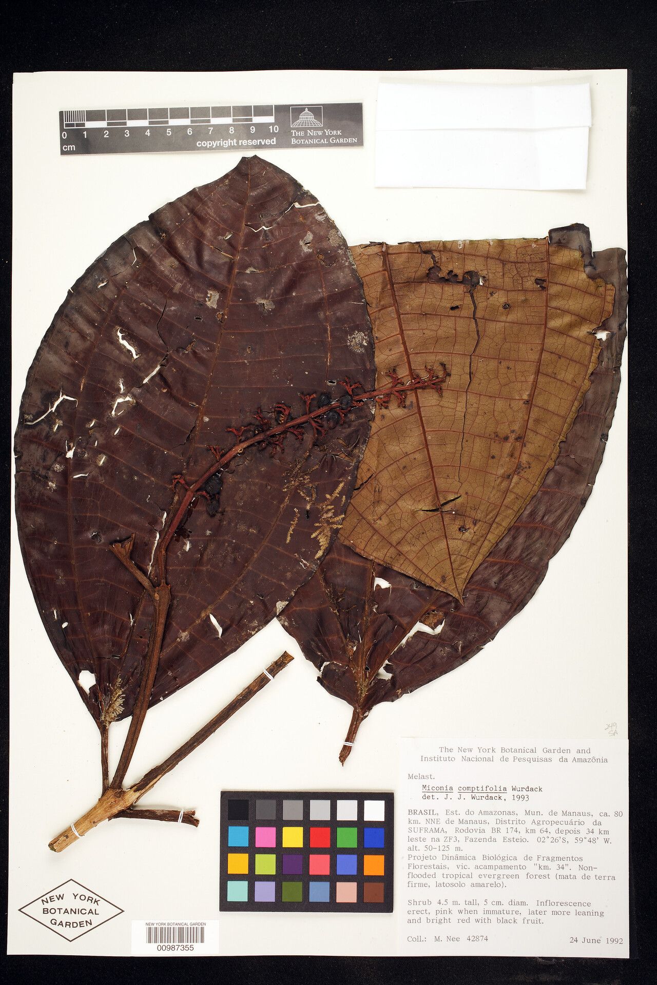 Miconia comptifolia leaf