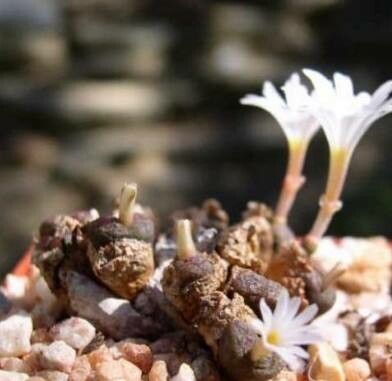 Conophytum pellucidum flower