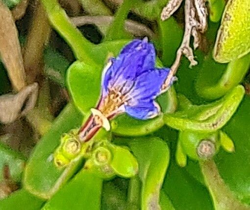 Scaevola calendulacea flower