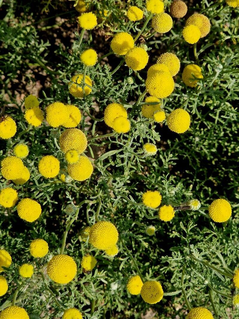 Oncosiphon pilulifer flower