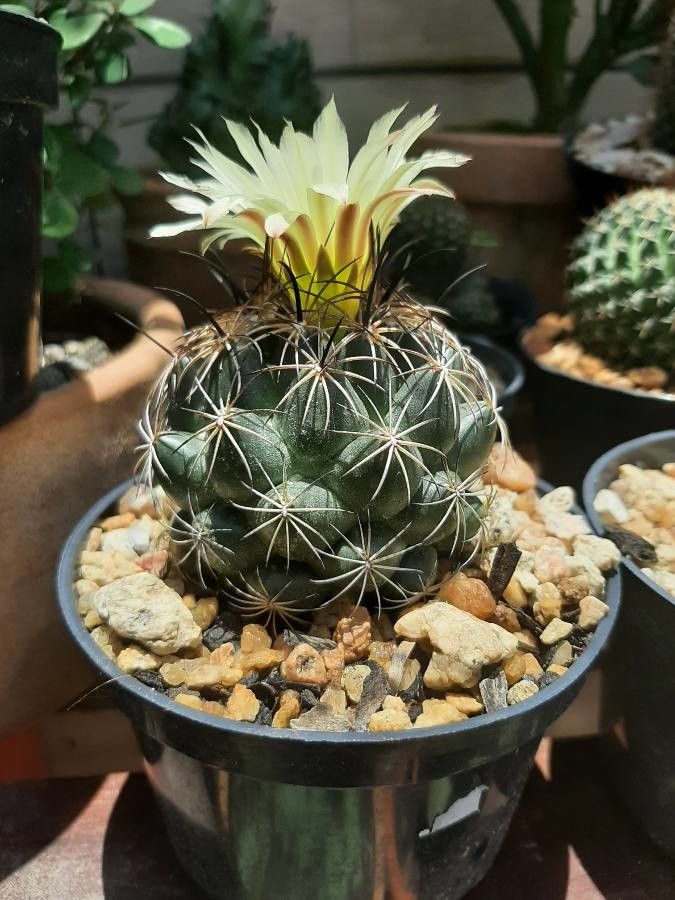 Coryphantha cornifera bark