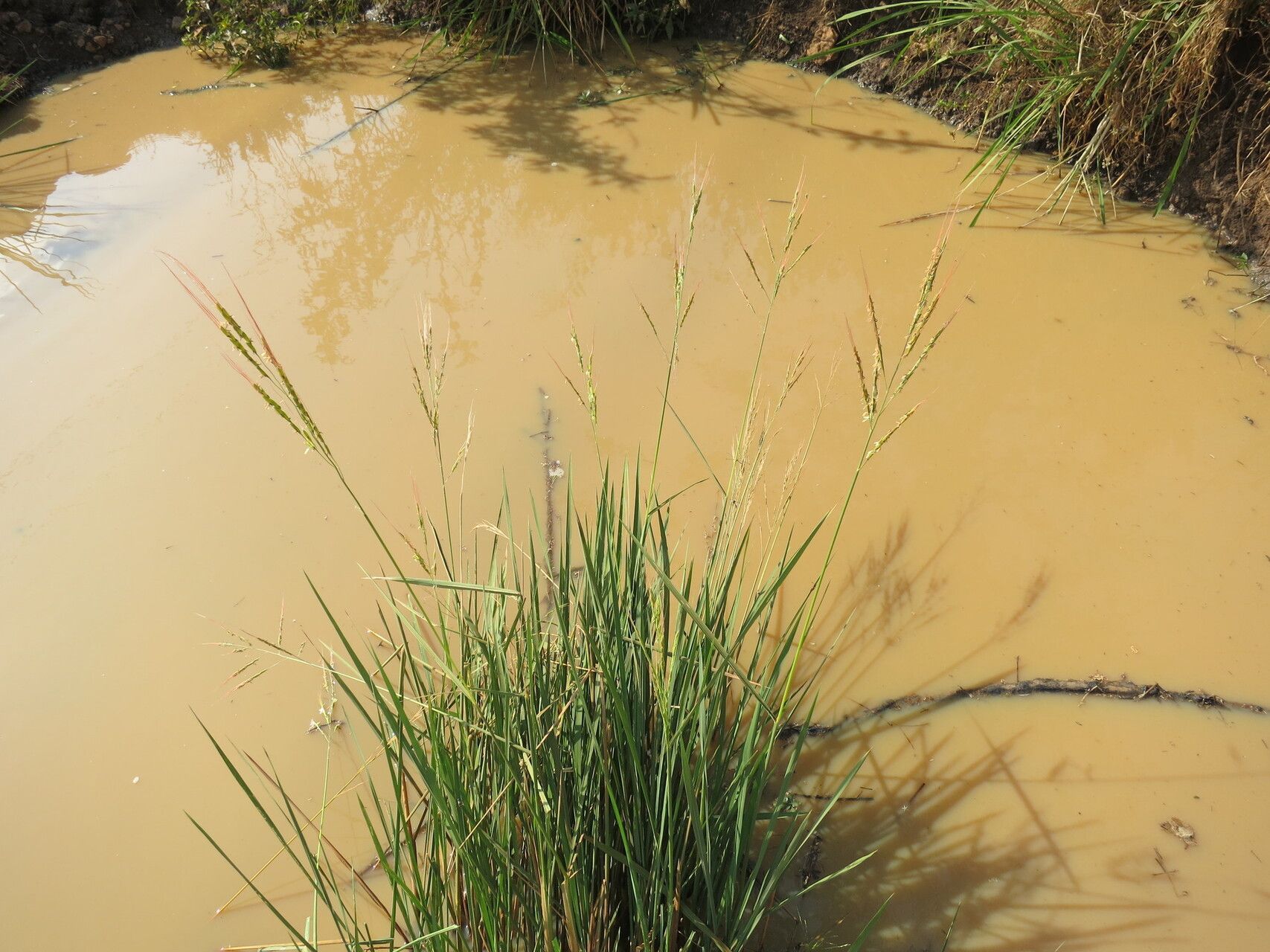 Oryza longistaminata habit