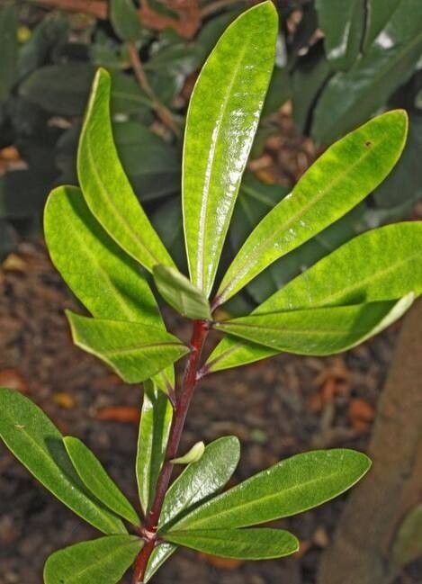 Pittosporum kirkii — search result for 'Pittosporum'