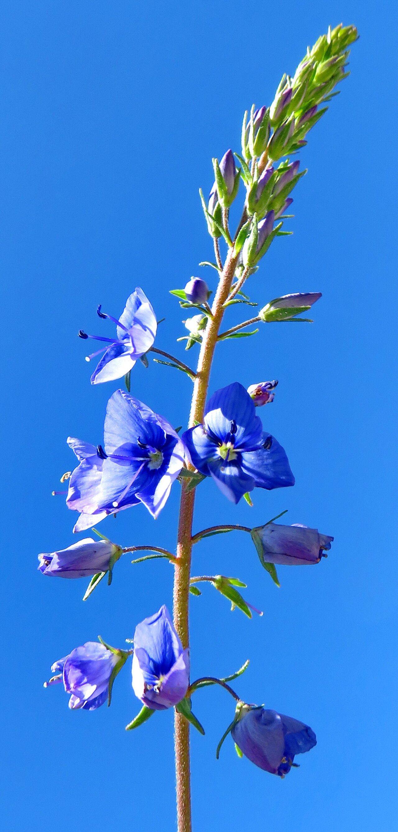 Veronica forrestii — houseplant care guide