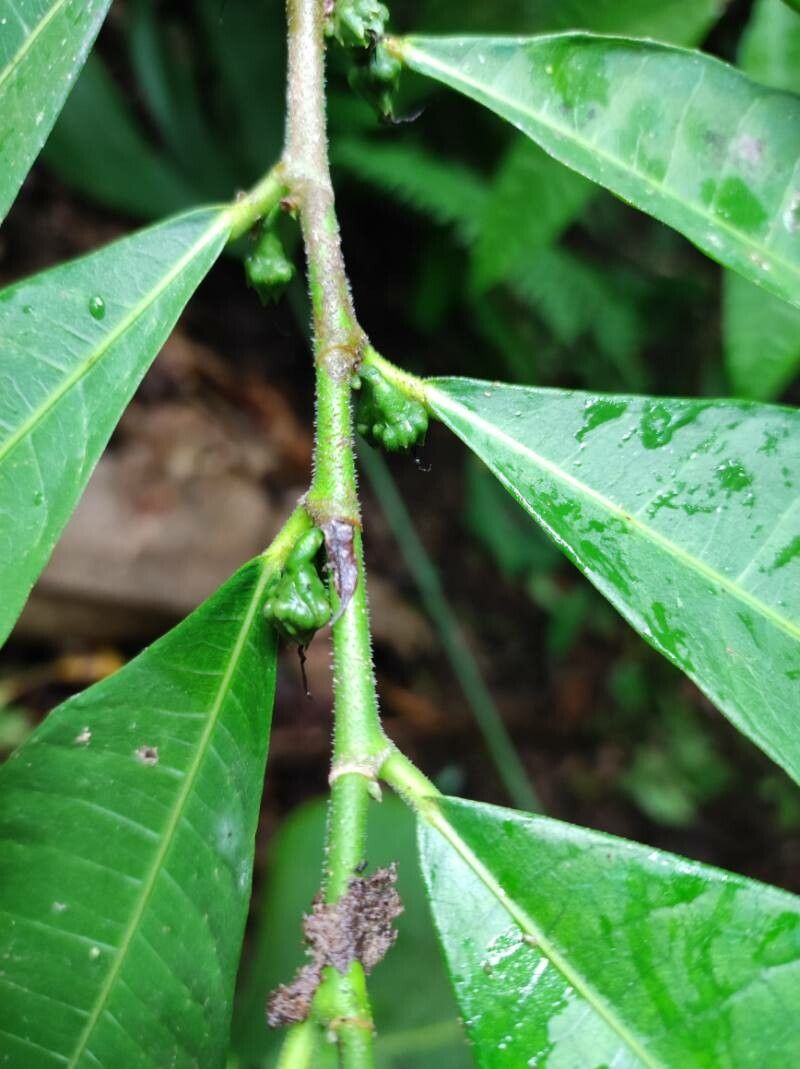 Trophis caucana fruit