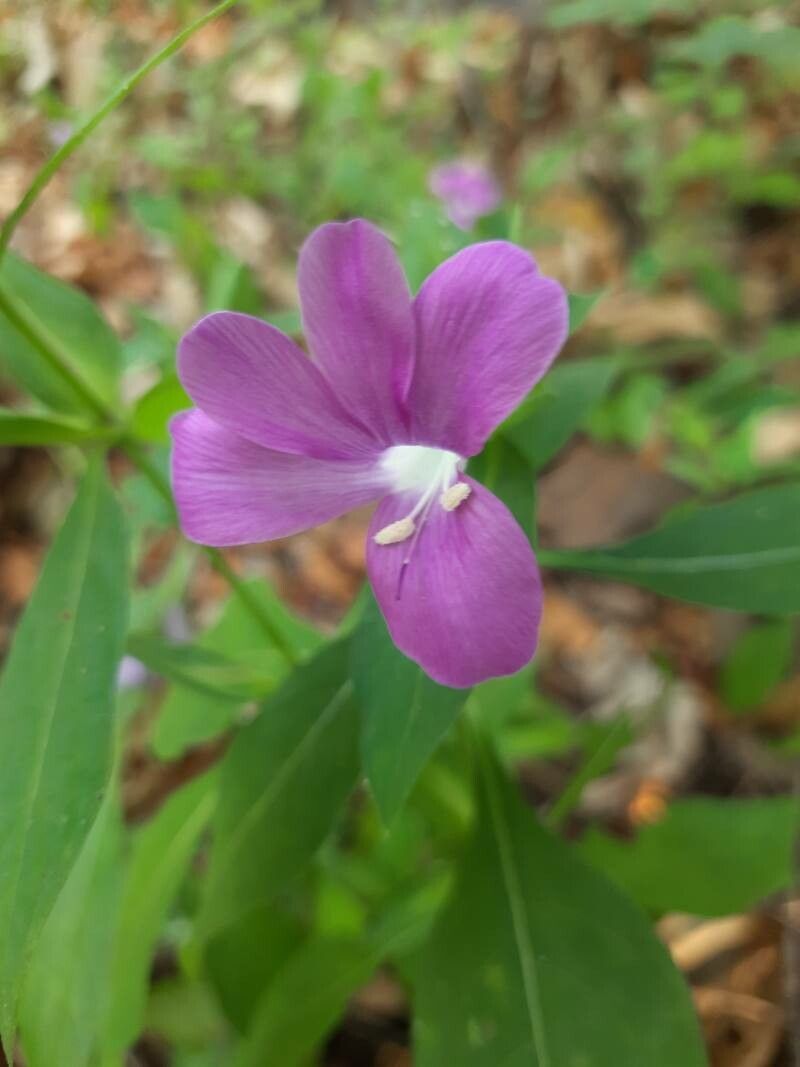 Barleria prattensis flower