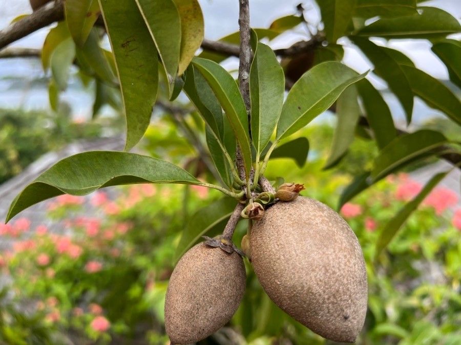 Manilkara zapota fruit