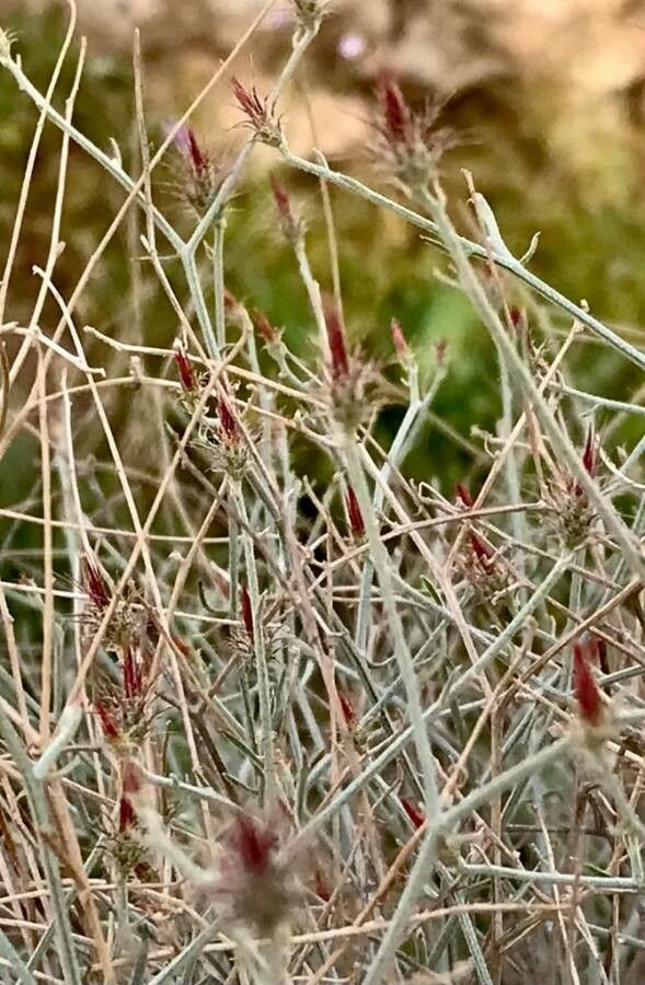Centaurea virgata flower