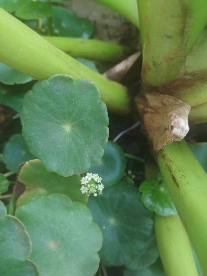 Hydrocotyle umbellata flower