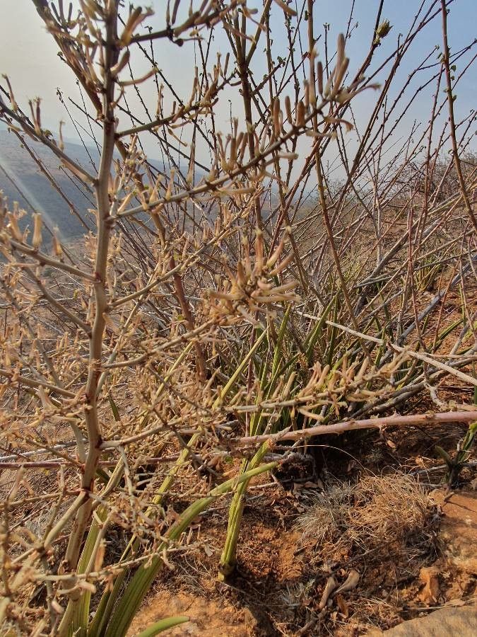 Sansevieria dawei flower