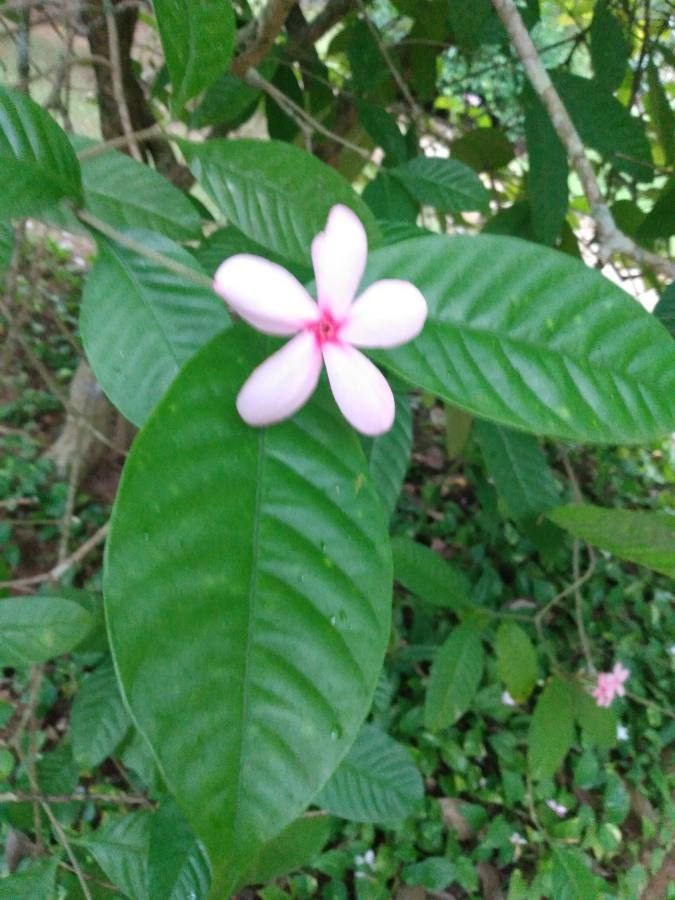 Kopsia fruticosa leaf