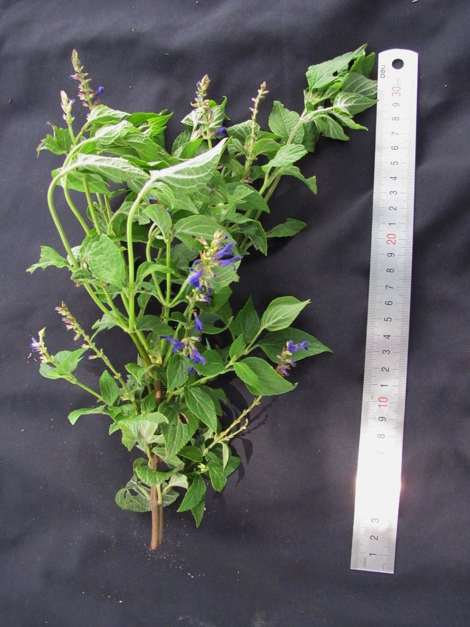 Salvia colonica other