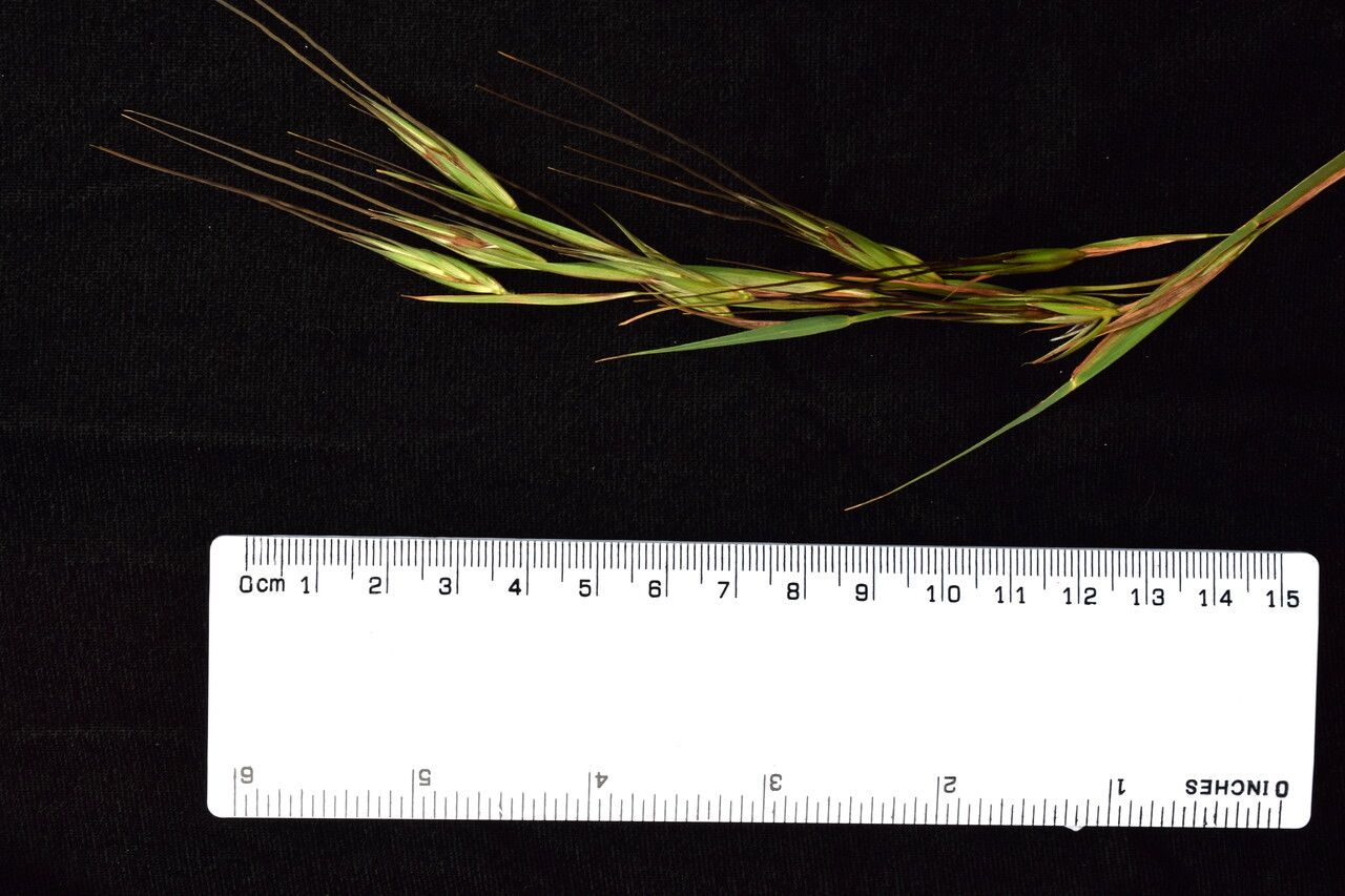 Themeda caudata other