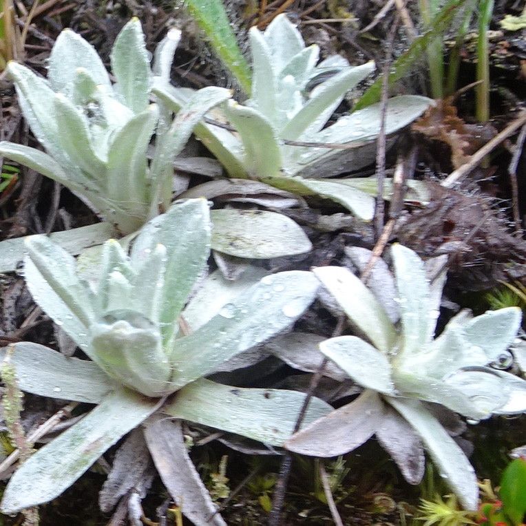 Gnaphalium antennarioides leaf