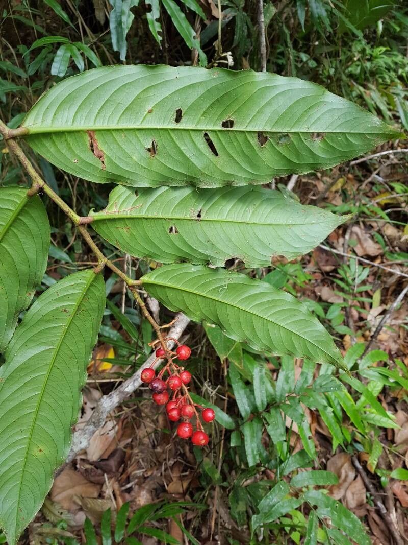 Ouratea rinconensis — houseplant care guide