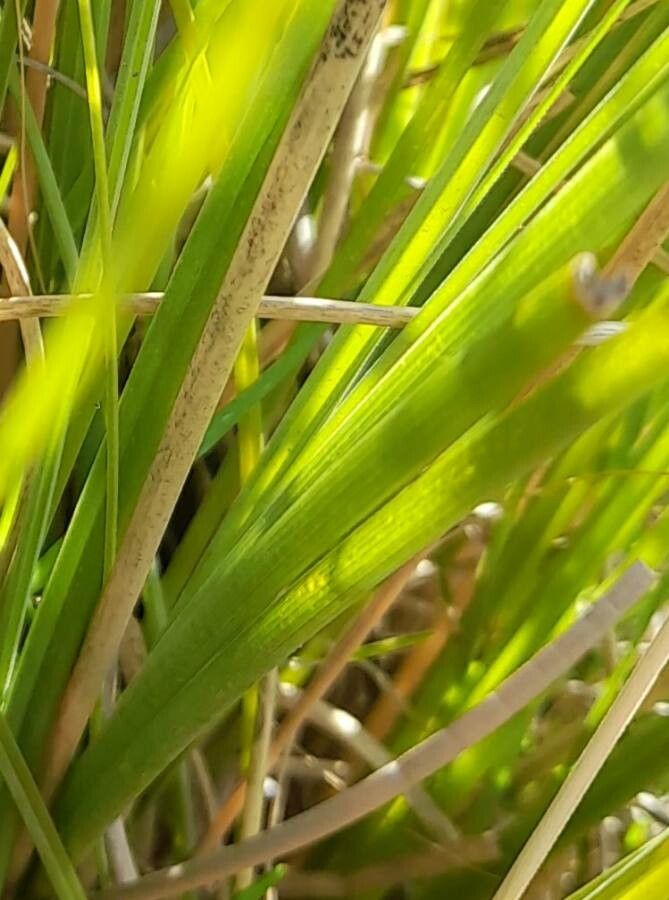 Elionurus muticus — houseplant care guide