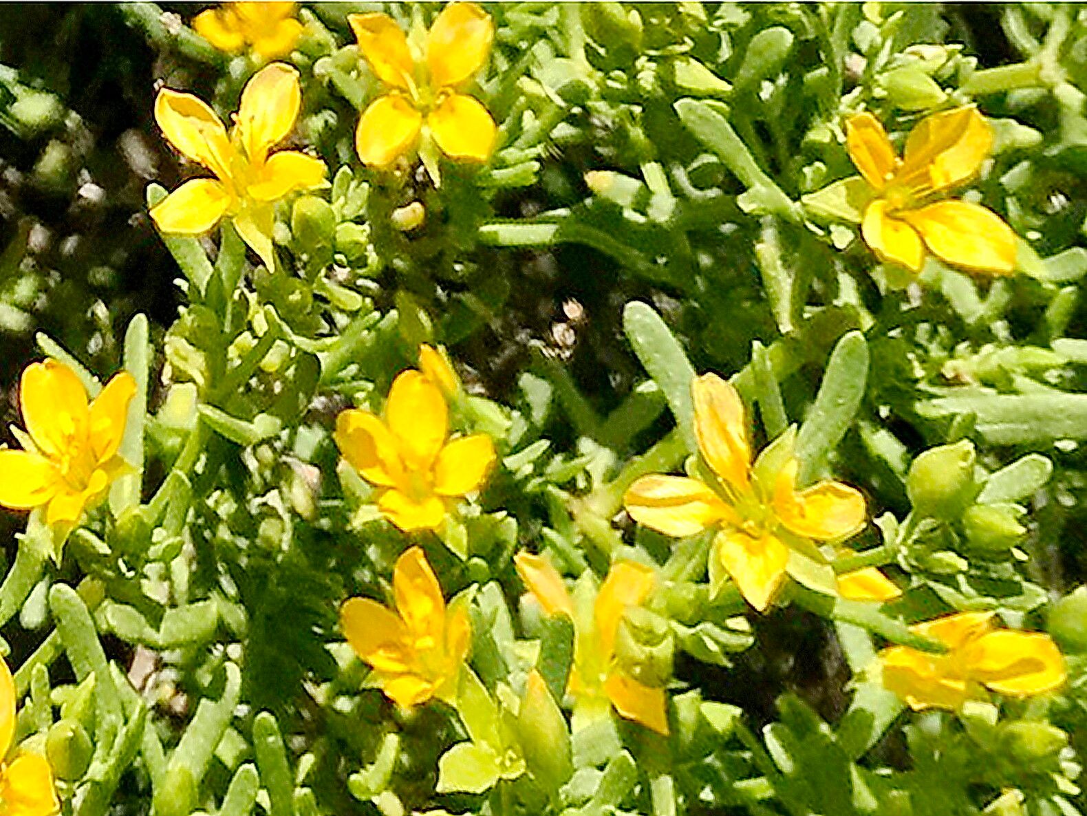 Roepera aurantiaca flower
