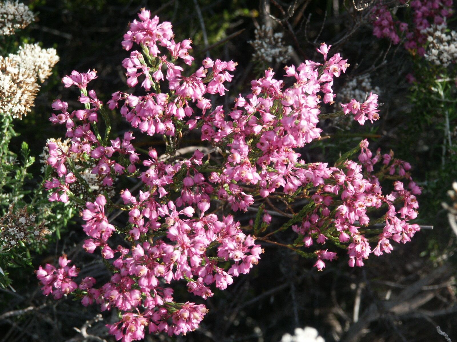 Erica corifolia — search result for 'Erica'