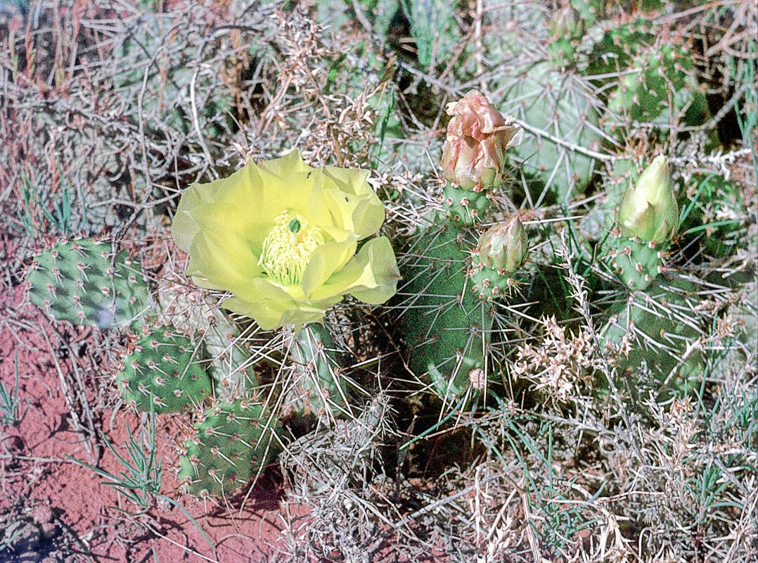 Opuntia polyacantha flower