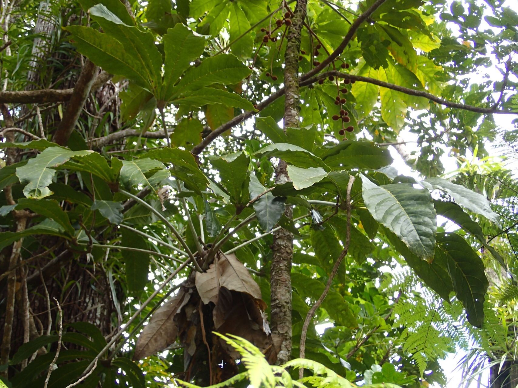 Acropogon megaphyllus habit