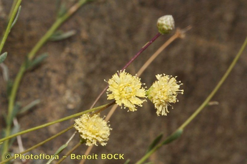 Globularia nainii other
