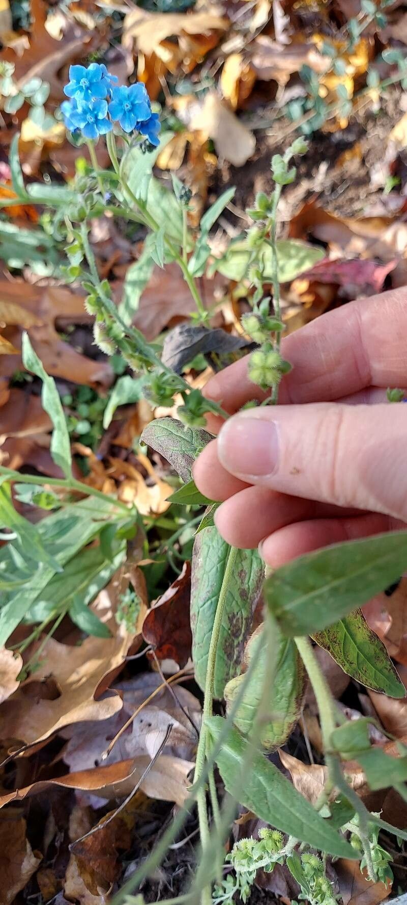 Hackelia velutina fruit