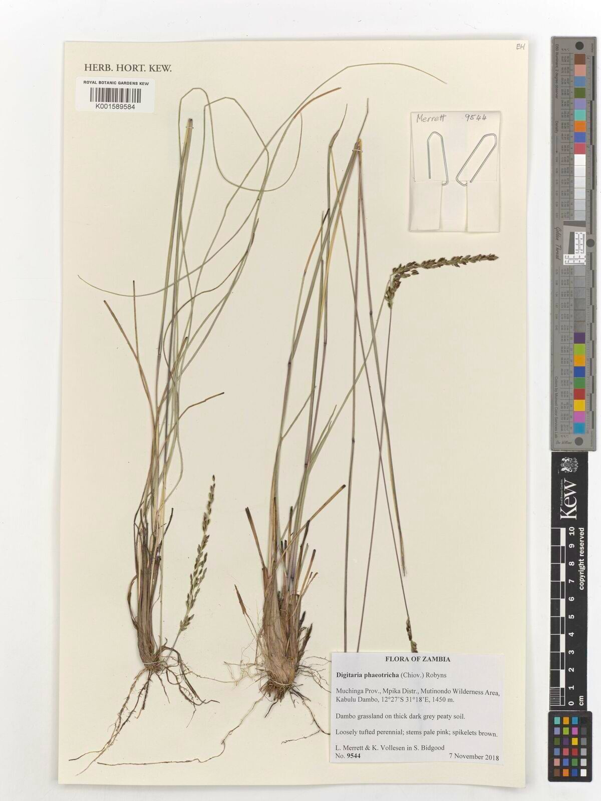 Digitaria phaeotricha — houseplant care guide