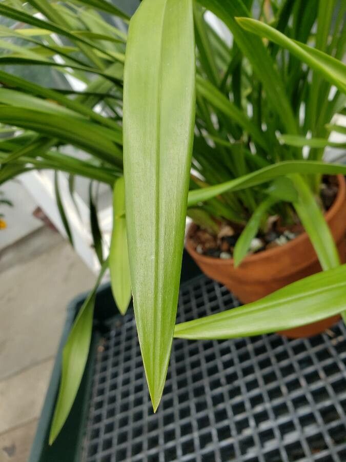 Cymbidium iridioides leaf