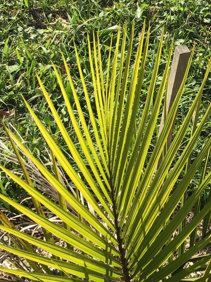 Rhopalostylis sapida — houseplant care guide