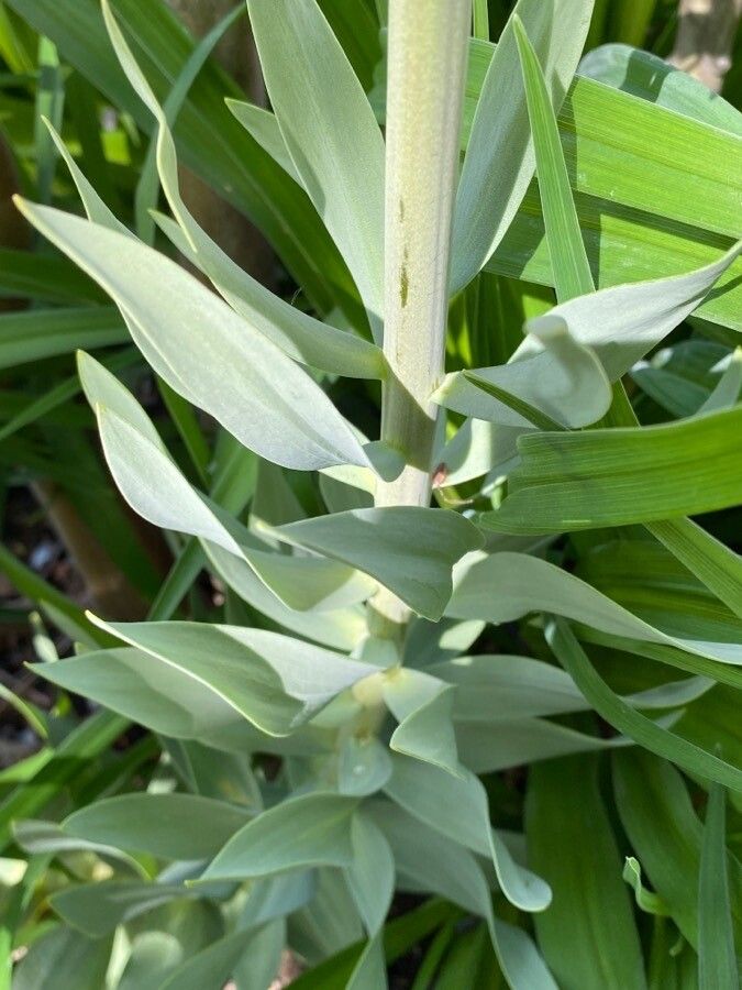 Fritillaria persica — large blooms houseplant