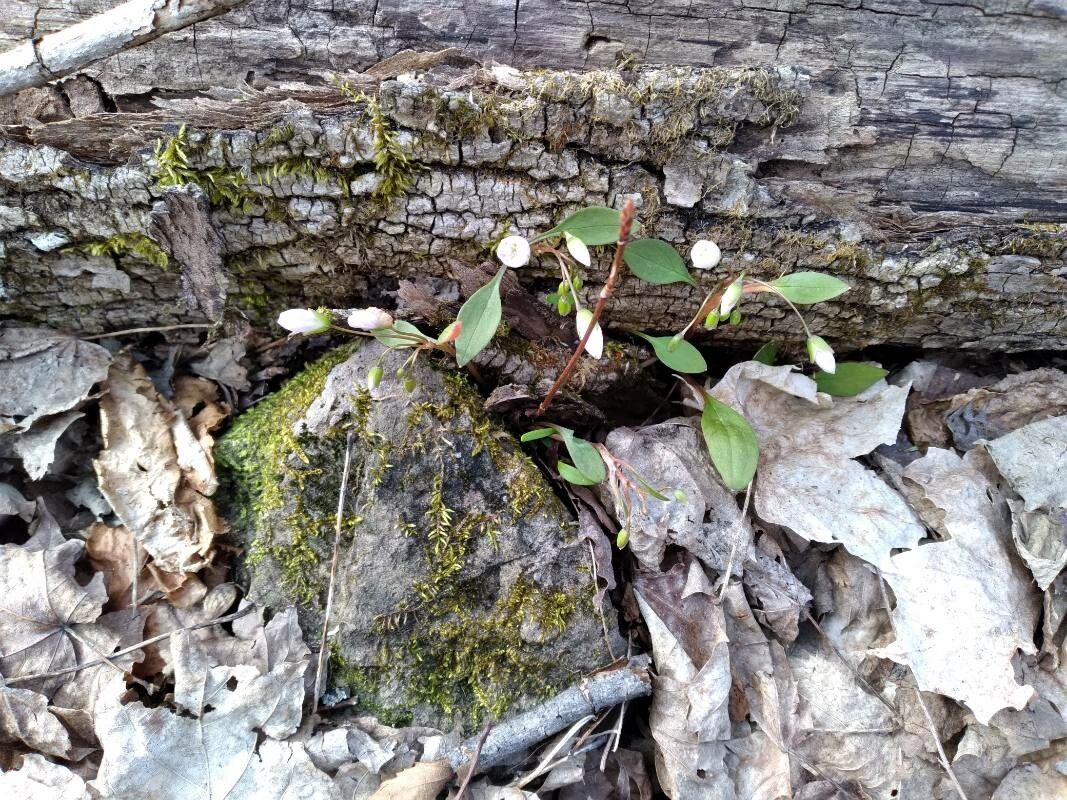 Claytonia caroliniana — related species from the same genus